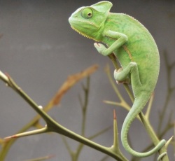 SUSE Linux Enterprise 12 — новая версия серверного дистрибутива SUSE Linux Enterprise 12 — новая версия серверного дистрибутива