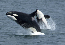 Косатка (Orcinus orca), в честь которой был назван продукт Orca