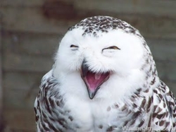 Сова («owl») радуется 10-летию Openwall Сова («owl») радуется 10-летию Openwall