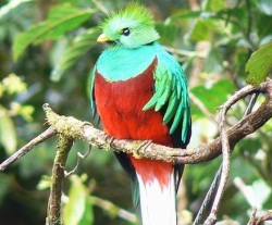 Кетцаль (Resplendent Quetzal)