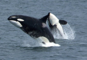 Косатка (Orcinus orca), в честь которой был назван продукт Orca (средний вариант)