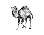 Талисман Perl от O'Reilly Media (малый вариант)