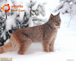 Lucid Lynx — mascot релиза Ubuntu 10.04