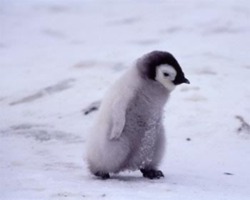 Пингвин MeeGo учится ходить