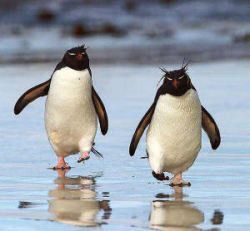Бегущие пингвины