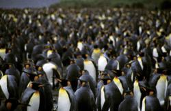 Скопление пингвинов