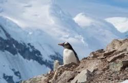 Пингвин в горах