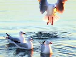 Чайки в свободном плавании