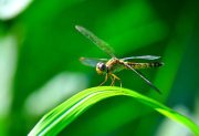 Релиз DragonFly BSD 4.0.1 — операционной системы для высоконагруженных серверов